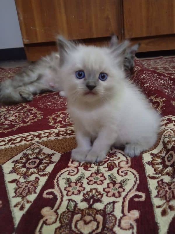 blue eyes triple coat . . . active . . . good health Soo energetic 2