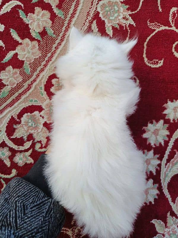 2 Females /Persian cats /long coated/punch faces. 5