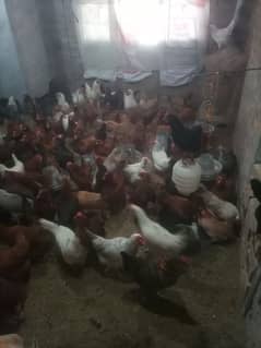 desi hens