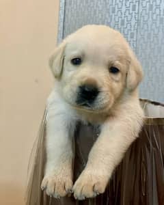 British Labrador female puppy is available for sale