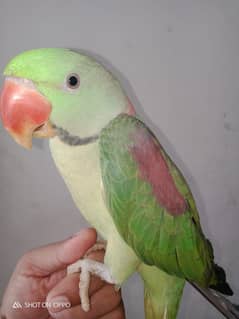 Alexander Parrot