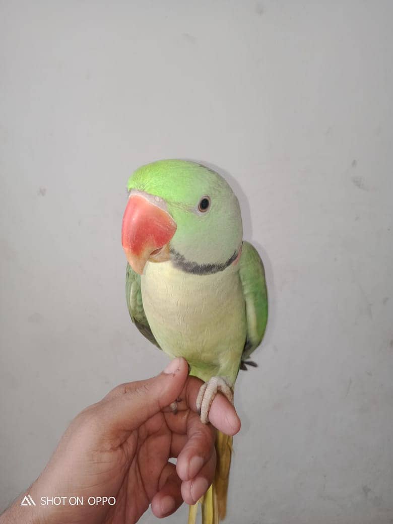 Alexander Parrot 1