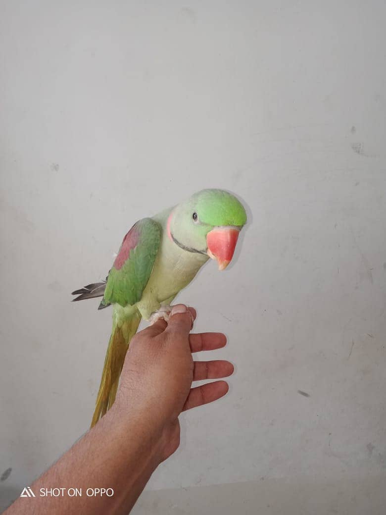 Alexander Parrot 2