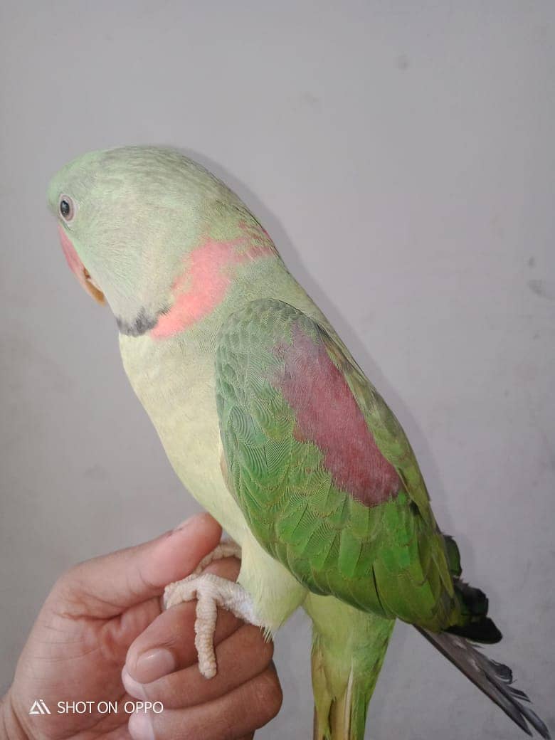 Alexander Parrot 3