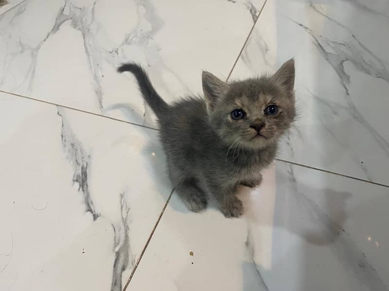 Adorable, playful kittens with luxurious triple-coated fur available. 0