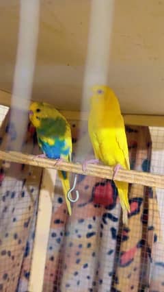 Australian Parrots 25 To 26 Parrots For Sell