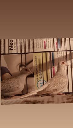 Most beautiful pairs and breaders birds for selling