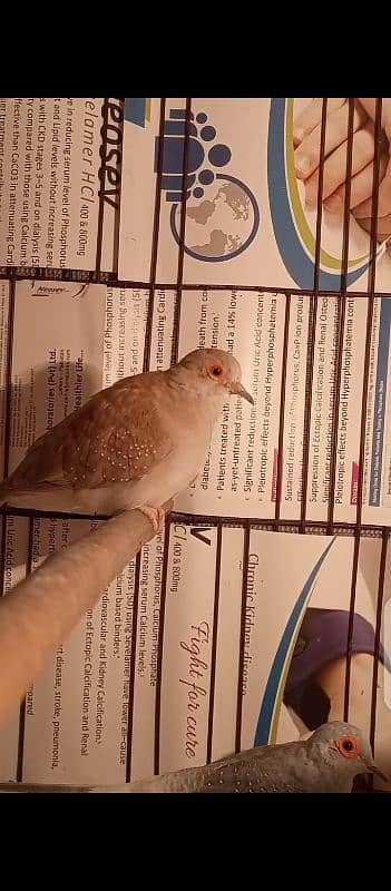 Most beautiful pairs and breaders birds for selling 1