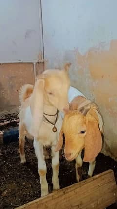 bakra