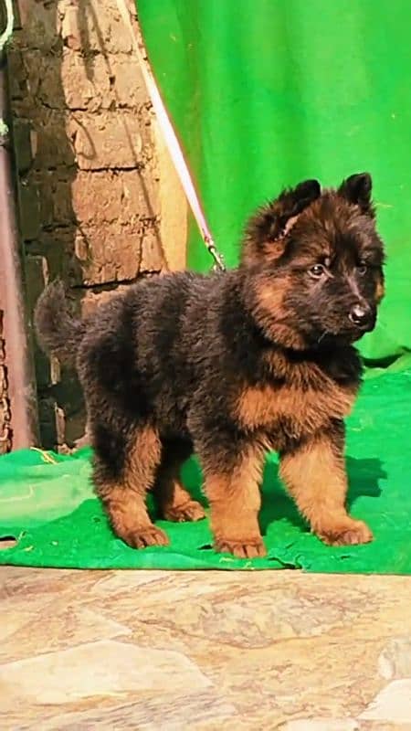 German shepherd long coat puppies for sale 0