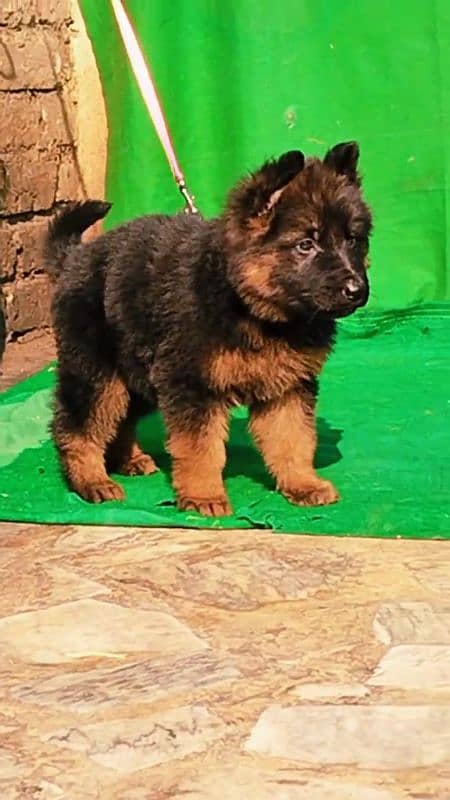 German shepherd long coat puppies for sale 1