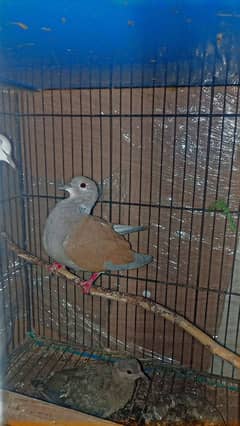 Dove pair with chick