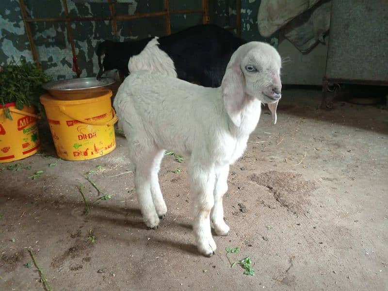 Makhi Chini Bakri For Sale 0