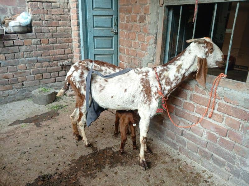 Makhi Chini Bakri For Sale 2