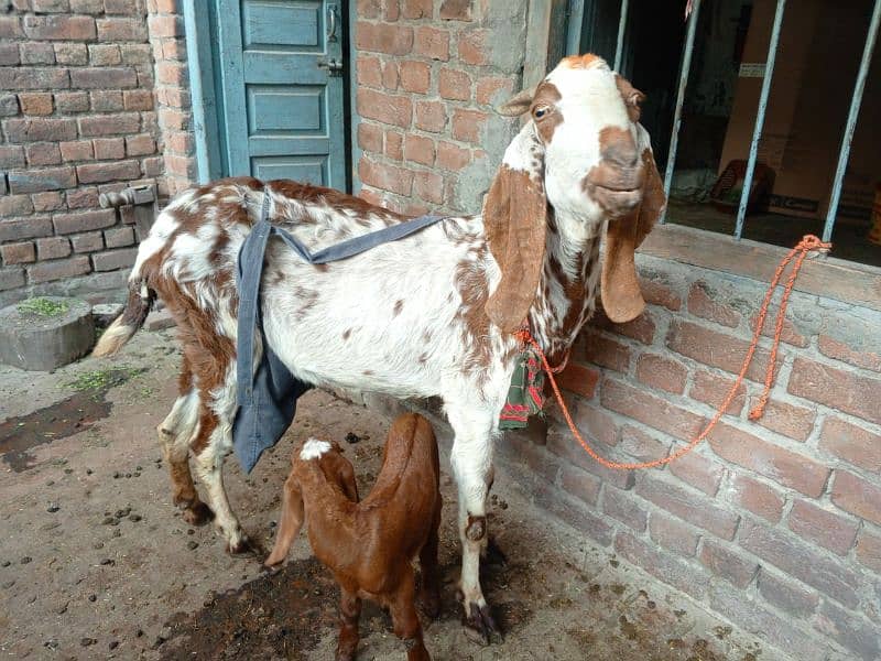 Makhi Chini Bakri For Sale 3