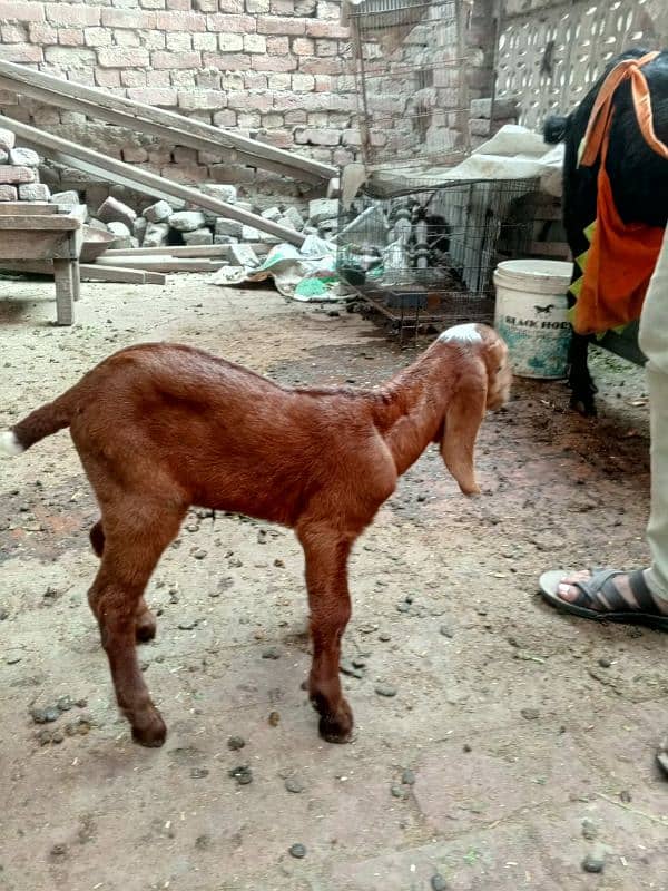 Makhi Chini Bakri For Sale 6