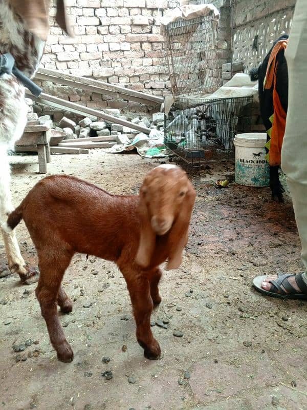 Makhi Chini Bakri For Sale 8