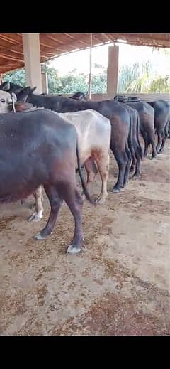 Qurbani Best Qurbani Cows/Bachia/Padey/Bachrrey for Sale