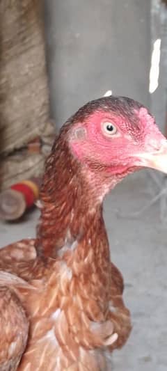 Aseel Madi | Aseel female| fancy hens| bantam female