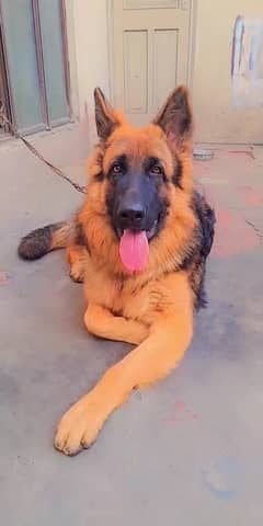 German Shepherd Male Available For Sale