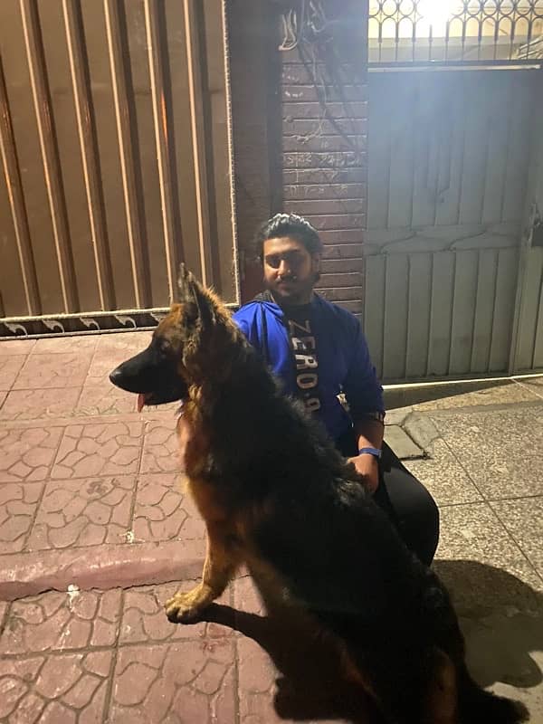 German Shepherd  long coat Male Available For Sale 1