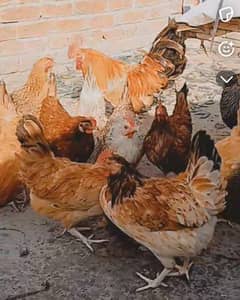 golden misri Desi hens