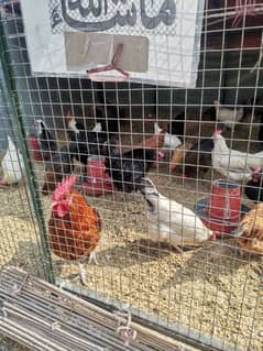 9 months egg laying hen 1600 per piece