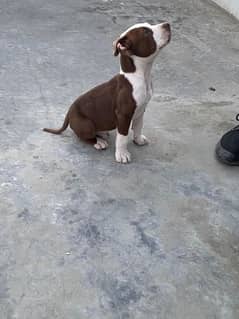 American Pitbull Male Puppy