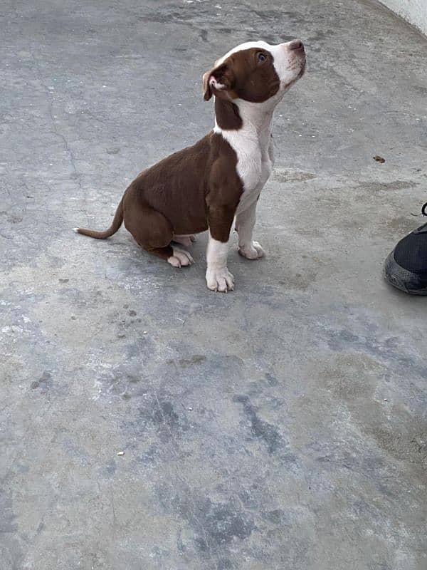 American Pitbull Male Puppy 0