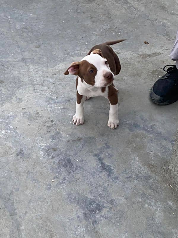 American Pitbull Male Puppy 1