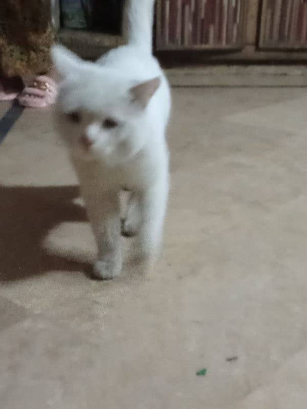 for sale cat Persian new cat neat and clean 1