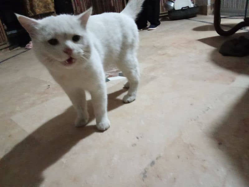 for sale cat Persian new cat neat and clean 2