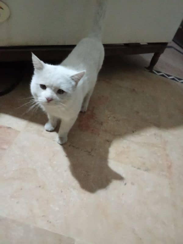 for sale cat Persian new cat neat and clean 3