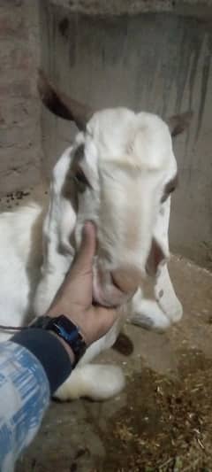 2025 qurbani