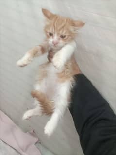 Persian Male Kitten 3 months Old Litter Trained Healthy