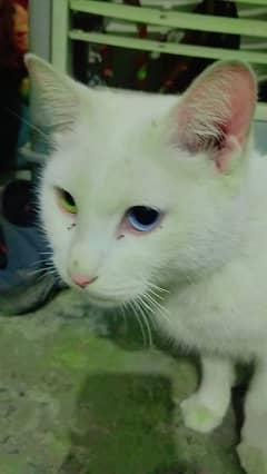 cat white