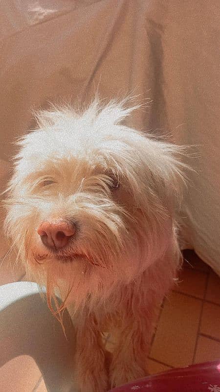 white terrier for adoption to good famil 1