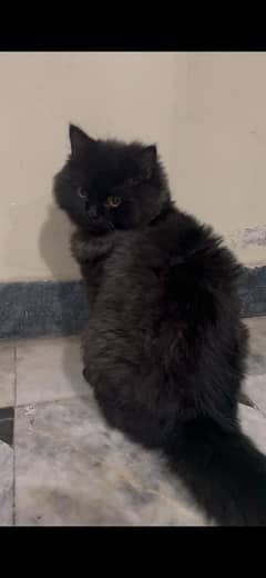 Black Persian kitten/Double coated