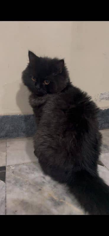 Black Persian kitten/Double coated 0