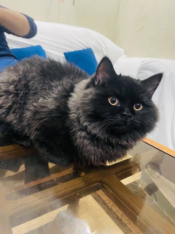 Black Persian kitten/Double coated 1