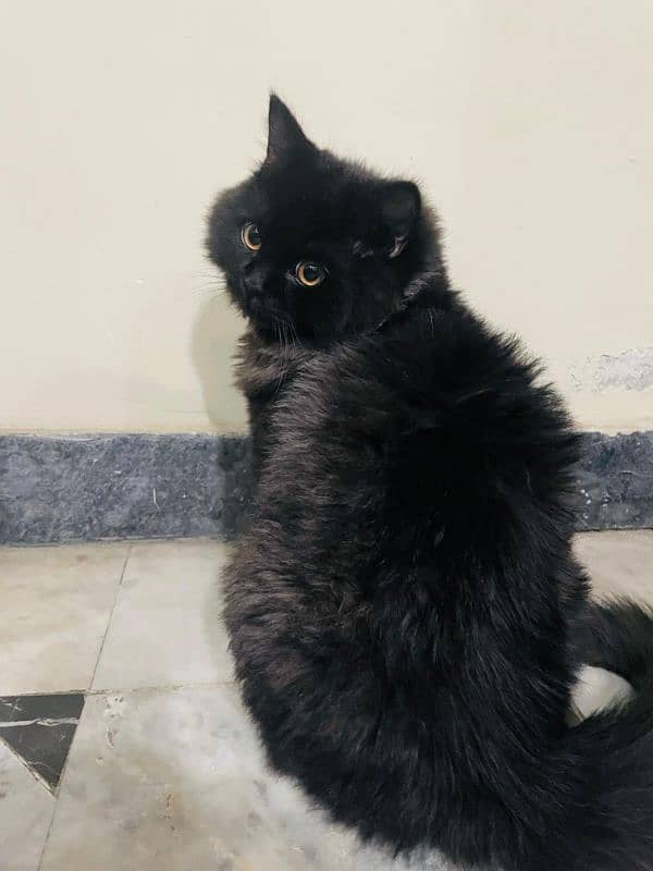 Black Persian kitten/Double coated 2