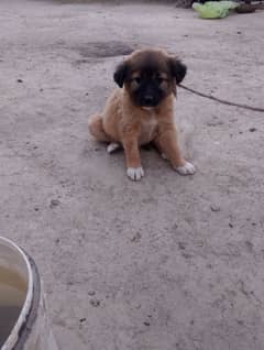 jerman shapard 03023776162cross female puppy for sale ha