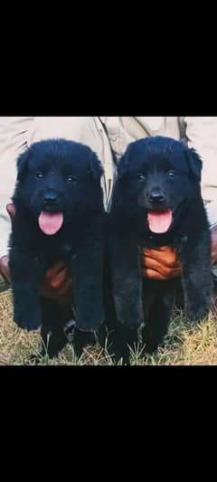 German shepherd puppies / puppy / GSD pup  pair for sale 2 month