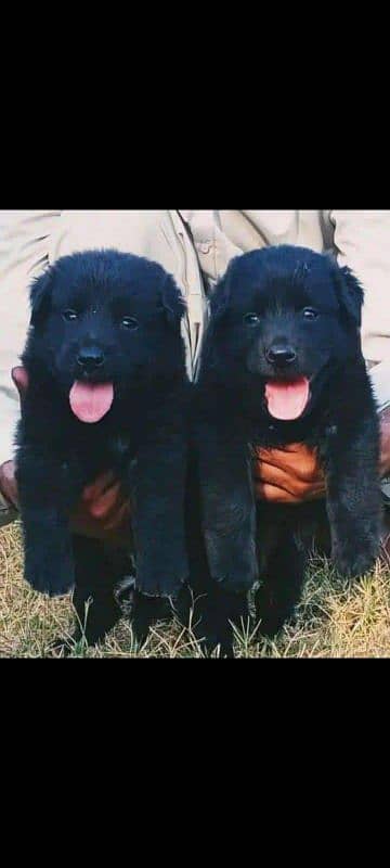 German shepherd puppies / puppy / GSD pup  pair for sale 2 month 0