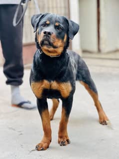 Ten month pure breed rottweiler for sell