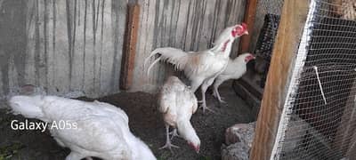 i want to sell my heera aseel 3 hens and one murga