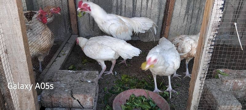 i want to sell my heera aseel 3 hens and one murga 6