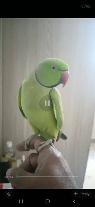 GREEN RINGNECK FACE TO FACE TALKING HAND TAMED MALE 1