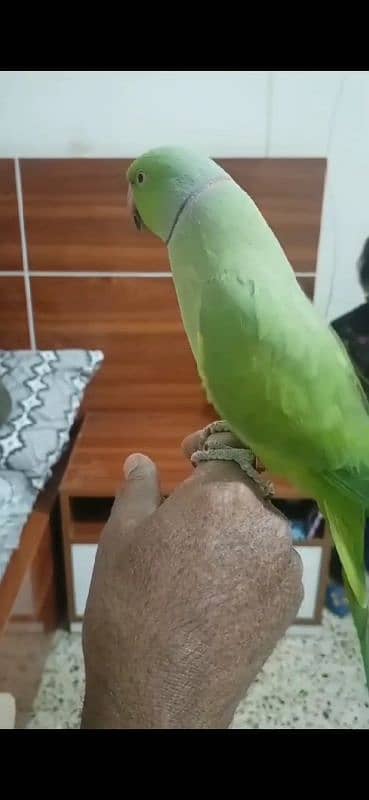 GREEN RINGNECK FACE TO FACE TALKING HAND TAMED MALE 2