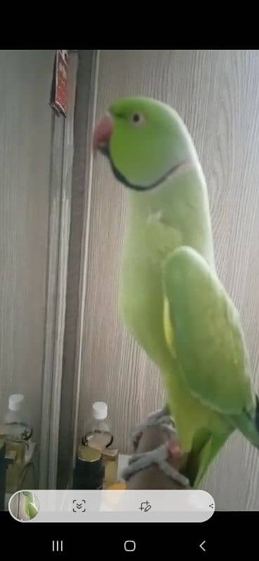 GREEN RINGNECK FACE TO FACE TALKING HAND TAMED MALE 3